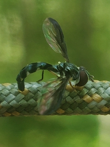 Cobalt Hover Fly photo 5
