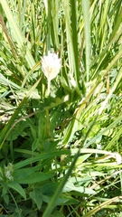 Trifolium longipes