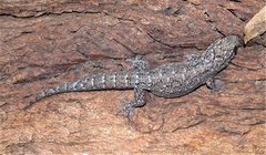 Gehyra dubia