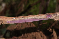 Ceriporia purpurea