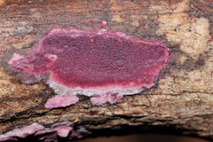 Ceriporia purpurea