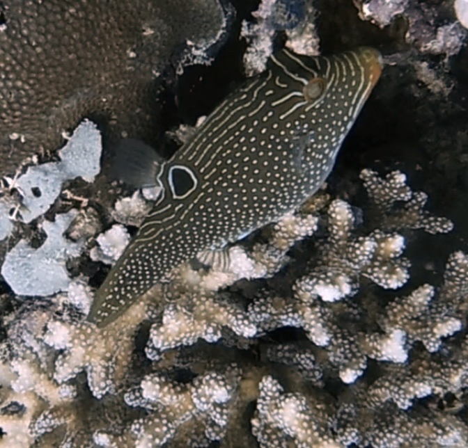 False-eyed Pufferfish