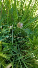 Trifolium longipes