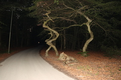 Fagus sylvatica — photo 2