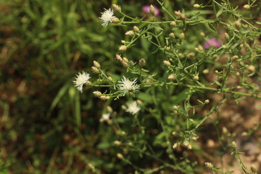 diffuse knapweed from Восточный административный округ, Москва, Россия ...