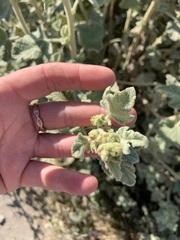 Malacothamnus aboriginum