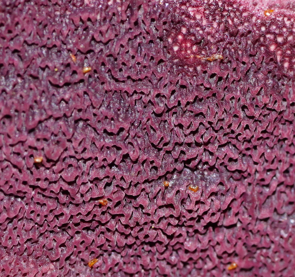 Waxpores