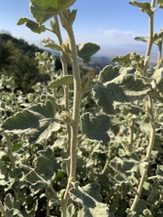 Malacothamnus aboriginum
