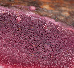 Ceriporia purpurea