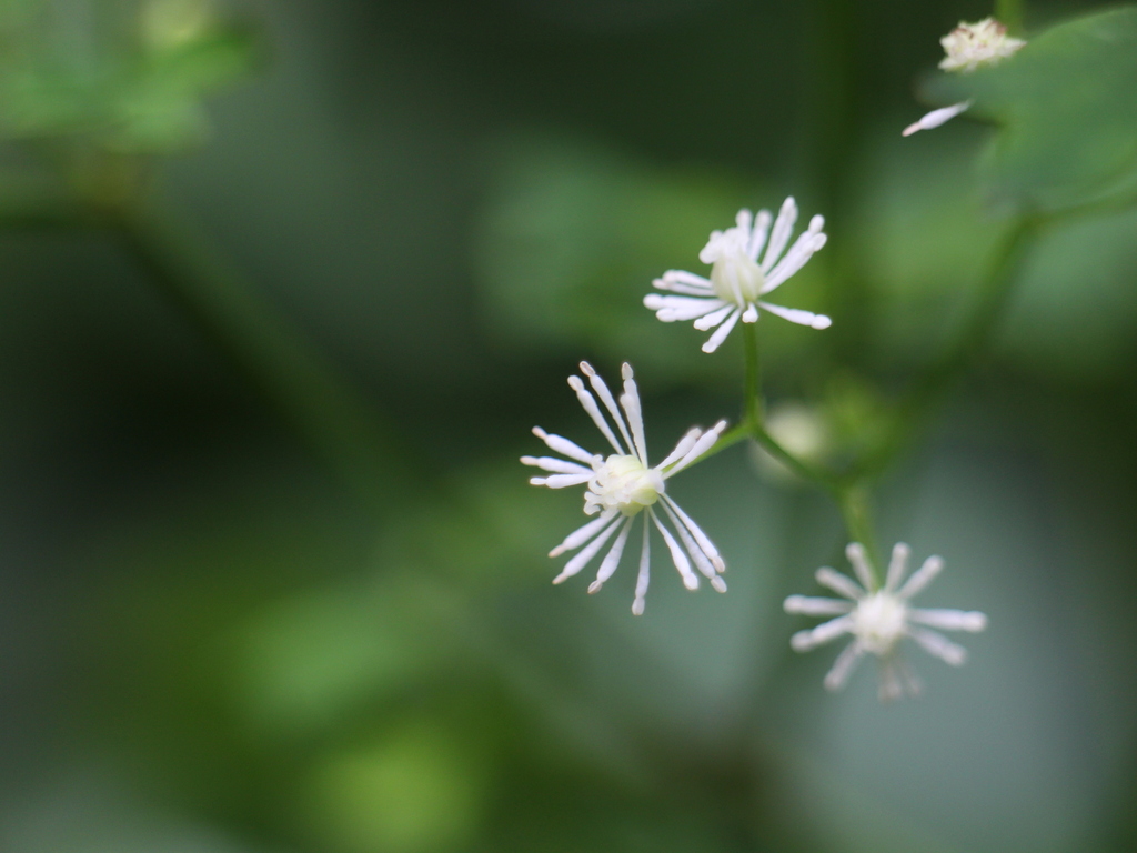 Thalictrum javanicum