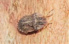 Cephaloplatus pertyi