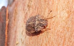 Cephaloplatus pertyi