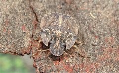 Cephaloplatus pertyi