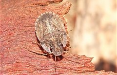 Cephaloplatus pertyi