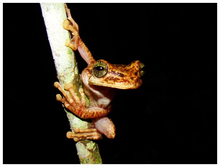 Egg-eating Spiny-backed Frog