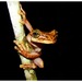 Broad-headed Tree Frogs - Photo (c) Pedro Ivo, some rights reserved (CC BY-NC), uploaded by Pedro Ivo