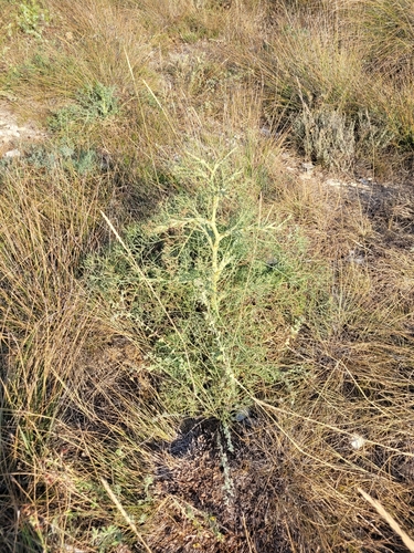 Image of Seseli tortuosum by (c) ahabo, some rights reserved (CC BY)