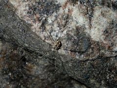 Leuronychus pacificus