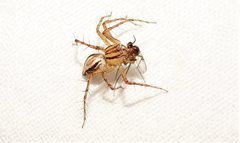 Oxyopes elegans