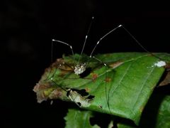 Leuronychus pacificus