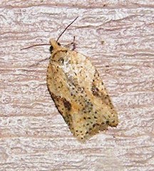 Acleris semiannula