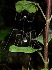 Leuronychus pacificus
