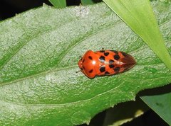 Cosmoscarta dorsimacula