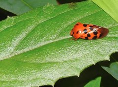 Cosmoscarta dorsimacula