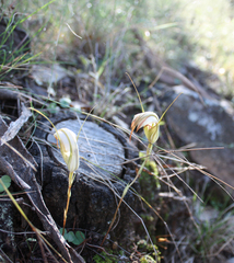 Pterostylis revoluta