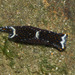 White-speckled Headshield Slug - Photo (c) Abhishek Jamalabad, some rights reserved (CC BY-NC-SA), uploaded by Abhishek Jamalabad