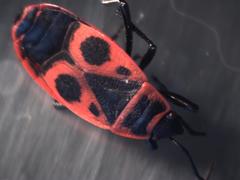 Pyrrhocoris apterus