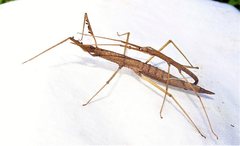 Pachymorpha
