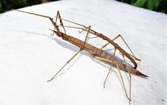 Pachymorpha