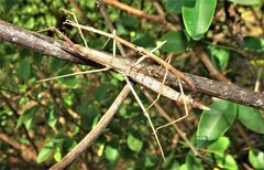 Pachymorpha