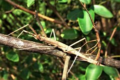 Pachymorpha