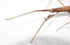 Pachymorpha