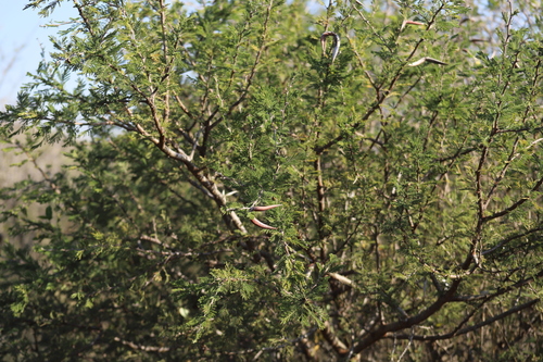 Image of Vachellia luederitzii by (c) Suvarna Parbhoo Mohan, some rights reserved (CC BY-SA)