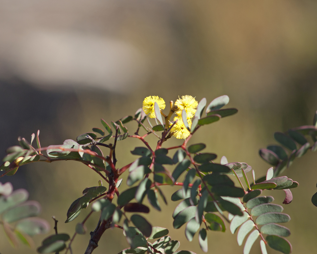 Acacia latisepala