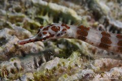 Corythoichthys amplexus