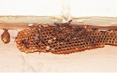 Ropalidia plebeiana