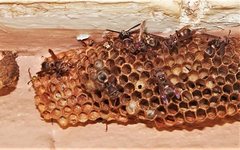 Ropalidia plebeiana