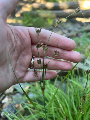 Coville's rush (Juncus covillei)