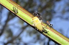 Eurymeloides punctata