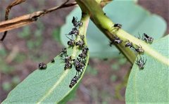 Eurymeloides punctata