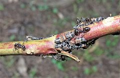 Eurymeloides punctata