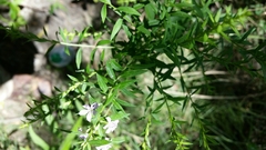 Lythraceae