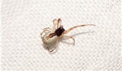 Theridion theridioides