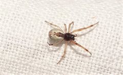 Theridion theridioides
