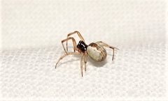 Theridion theridioides