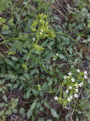 Valeriana californica